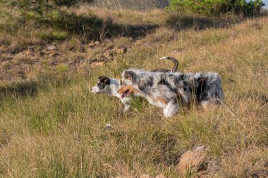 Mavi merle Avusturalya çoban köpeği İtalya 'da Liguria' da bir pitbull köpek yavrusuyla Praglia 'nın çayırına koşar ve atlar.