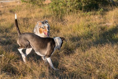 Mavi merle Avusturalya çoban köpeği İtalya 'da Liguria' da bir pitbull köpek yavrusuyla Praglia 'nın çayırına koşar ve atlar.