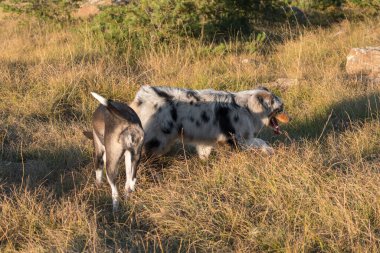 Mavi merle Avusturalya çoban köpeği İtalya 'da Liguria' da bir pitbull köpek yavrusuyla Praglia 'nın çayırına koşar ve atlar.