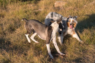 Mavi merle Avusturalya çoban köpeği İtalya 'da Liguria' da bir pitbull köpek yavrusuyla Praglia 'nın çayırına koşar ve atlar.