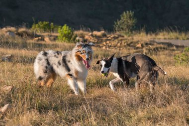 Mavi merle Avusturalya çoban köpeği İtalya 'da Liguria' da bir pitbull köpek yavrusuyla Praglia 'nın çayırına koşar ve atlar.