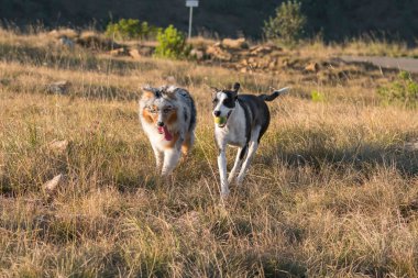 Mavi merle Avusturalya çoban köpeği İtalya 'da Liguria' da bir pitbull köpek yavrusuyla Praglia 'nın çayırına koşar ve atlar.