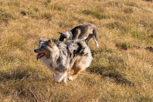 Azul Merle Cão Cão Pastor Australiano Corre Pular Prado Praglia — Fotografia de Stock