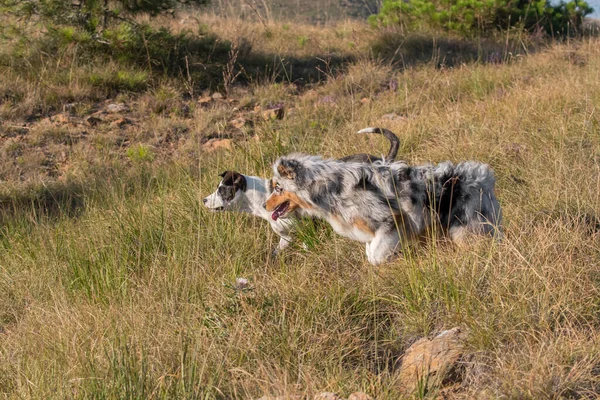 Mavi Merle Avusturalya Çoban Köpeği Talya Liguria Bir Pitbull Köpek — Stok fotoğraf