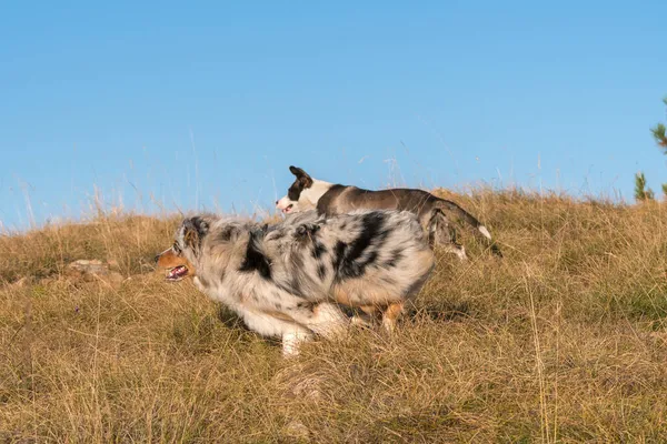 青いメルルオーストラリアの羊飼いの子犬の犬が走り イタリアのリグーリア州のピッツブル子犬の犬と一緒にPragliaの牧草地でジャンプします — ストック写真