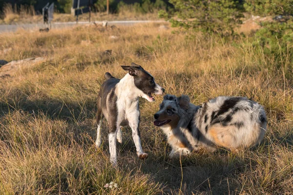 Blue Merle Australischer Schäferhund Rennt Und Springt Mit Einem Pitbull — Stockfoto