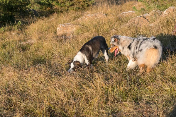 Niebieski Merle Owczarek Australijski Szczeniak Biegnie Skakać Łące Praglia Pitbull — Zdjęcie stockowe