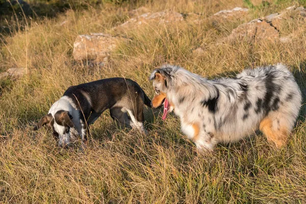 Azul Merle Cão Cão Pastor Australiano Corre Pular Prado Praglia — Fotografia de Stock