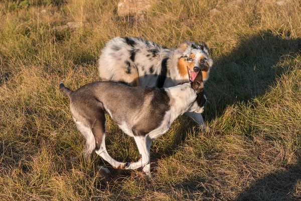 Blue Merle Australian Shepherd Puppy Dog Runs Jump Meadow Praglia — Stock Photo, Image