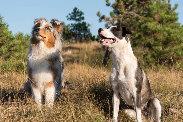Blue Merle Australischer Schäferhund Rennt Und Springt Mit Einem Pitbull Stockbild