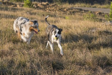 Mavi merle Avusturalya çoban köpeği İtalya 'da Liguria' da bir pitbull köpek yavrusuyla Praglia 'nın çayırına koşar ve atlar.