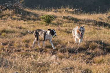 Mavi merle Avusturalya çoban köpeği İtalya 'da Liguria' da bir pitbull köpek yavrusuyla Praglia 'nın çayırına koşar ve atlar.