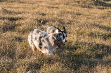 Mavi merle Avusturalya çoban köpeği İtalya 'da Liguria' da bir pitbull köpek yavrusuyla Praglia 'nın çayırına koşar ve atlar.