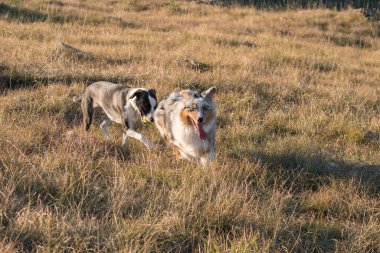 Mavi merle Avusturalya çoban köpeği İtalya 'da Liguria' da bir pitbull köpek yavrusuyla Praglia 'nın çayırına koşar ve atlar.