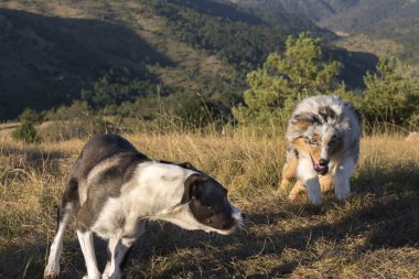 Mavi merle Avusturalya çoban köpeği İtalya 'da Liguria' da bir pitbull köpek yavrusuyla Praglia 'nın çayırına koşar ve atlar.
