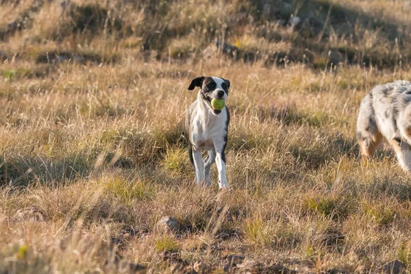 Mavi Merle Avusturalya Çoban Köpeği Talya Liguria Bir Pitbull Köpek — Stok fotoğraf
