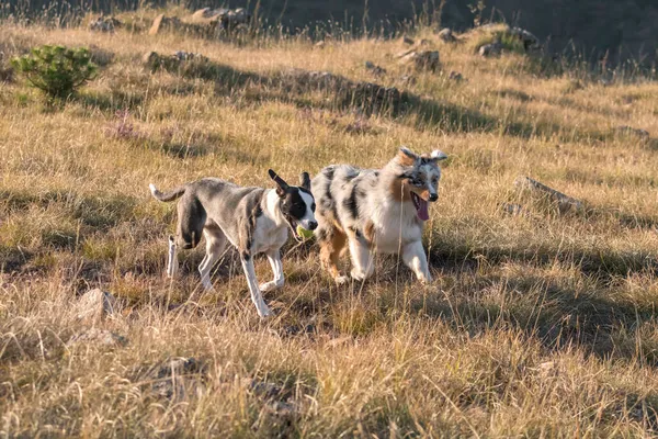 Mavi Merle Avusturalya Çoban Köpeği Talya Liguria Bir Pitbull Köpek — Stok fotoğraf