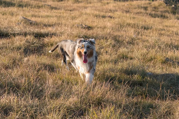 Azul Merle Perro Pastor Australiano Corre Salta Prado Praglia Con —  Fotos de Stock