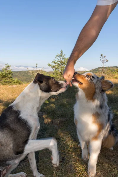 Modrý Merle Australský Ovčák Štěně Běží Skočit Louku Praglia Pitbull — Stock fotografie