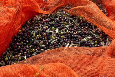 Yunanistan 'da Keratea' da portakal ağlarıyla zeytin hasadı