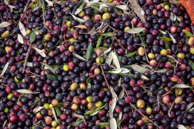 Yunanistan 'da Keratea' da portakal ağlarıyla zeytin hasadı