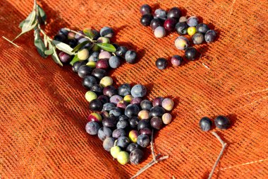 Yunanistan 'da Keratea' da portakal ağlarıyla zeytin hasadı