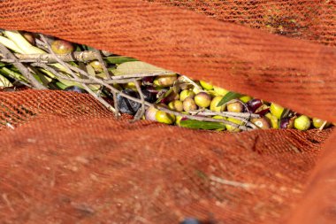 Yunanistan 'da Keratea' da portakal ağlarıyla zeytin hasadı