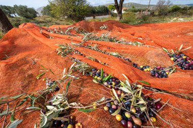 Yunanistan 'da Keratea' da portakal ağlarıyla zeytin hasadı