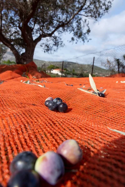 希腊Keratea用桔子网收获橄榄 — 图库照片