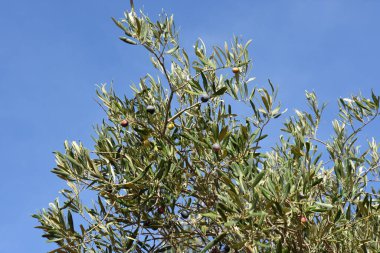 Yunanistan 'ın Keratea kentinde elektrikli zeytin tırmığı ile zeytin hasadı