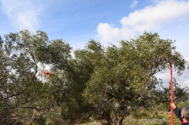 Yunanistan 'ın Keratea kentinde elektrikli zeytin tırmığı ile zeytin hasadı