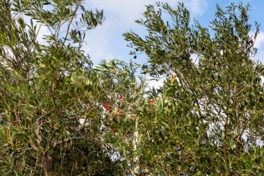 Yunanistan 'ın Keratea kentinde elektrikli zeytin tırmığı ile zeytin hasadı