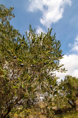 Yunanistan 'ın Keratea kentinde elektrikli zeytin tırmığı ile zeytin hasadı
