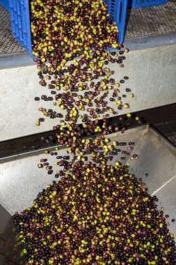 Yunanca bir yağ değirmeninde zeytinlerin petrole dönüştürülmesi