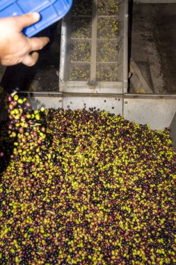 Yunanca bir yağ değirmeninde zeytinlerin petrole dönüştürülmesi