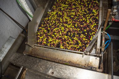 Yunanca bir yağ değirmeninde zeytinlerin petrole dönüştürülmesi