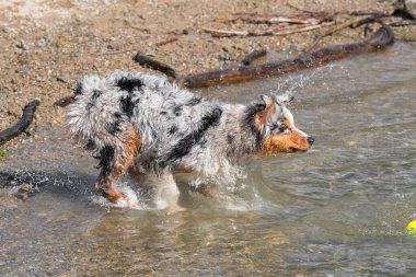 Mavi merle Avustralyalı çoban köpeği İtalya 'nın Piedmont kentindeki Ceresole Reale gölünün kıyısında koşar.