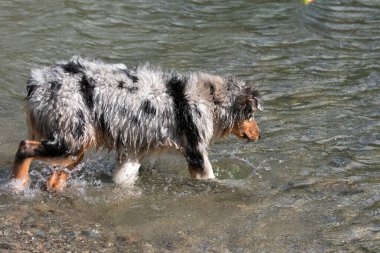 Mavi merle Avustralyalı çoban köpeği İtalya 'nın Piedmont kentindeki Ceresole Reale gölünün kıyısında koşar.