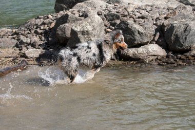 Mavi merle Avustralyalı çoban köpeği İtalya 'nın Piedmont kentindeki Ceresole Reale gölünün kıyısında koşar.