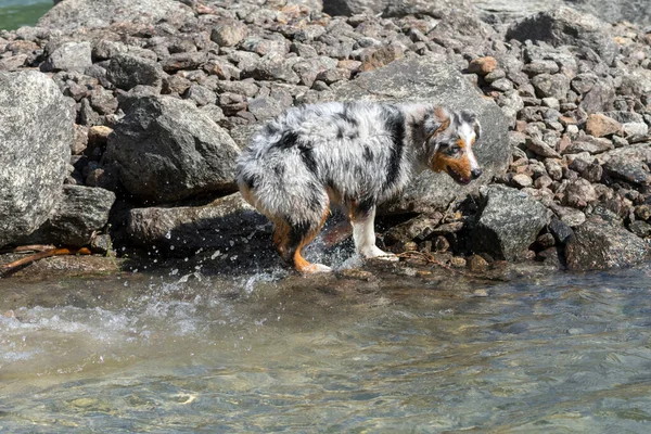 Perrito Pastor Australiano Merle Azul Corre Orilla Del Lago Ceresole — Foto de Stock