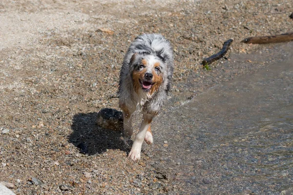 ブルーメルルオーストラリアの羊飼いの子犬の犬は イタリアのピエモンテ州のセレスレ湖の海岸で実行されます — ストック写真