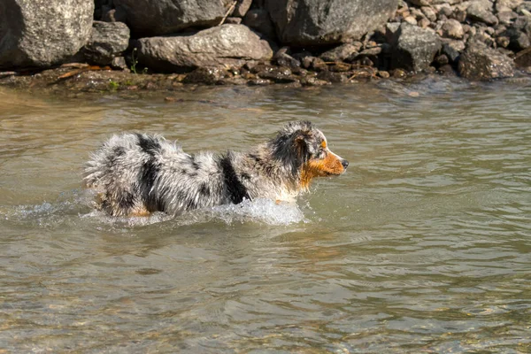 Perrito Pastor Australiano Merle Azul Corre Orilla Del Lago Ceresole —  Fotos de Stock