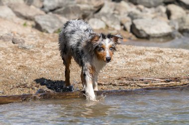 Mavi merle Avustralyalı çoban köpeği İtalya 'nın Piedmont kentindeki Ceresole Reale gölünün kıyısında koşar.