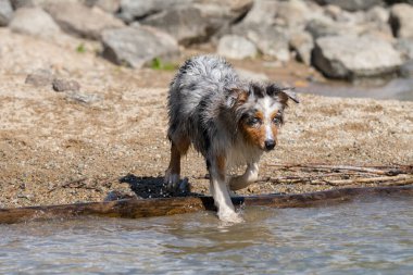 Mavi merle Avustralyalı çoban köpeği İtalya 'nın Piedmont kentindeki Ceresole Reale gölünün kıyısında koşar.