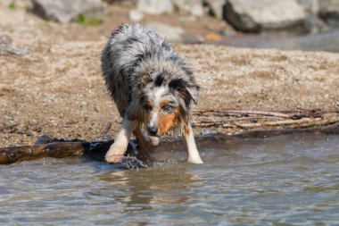 Mavi merle Avustralyalı çoban köpeği İtalya 'nın Piedmont kentindeki Ceresole Reale gölünün kıyısında koşar.
