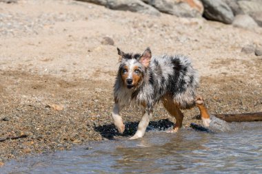Mavi merle Avustralyalı çoban köpeği İtalya 'nın Piedmont kentindeki Ceresole Reale gölünün kıyısında koşar.