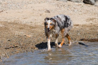 Mavi merle Avustralyalı çoban köpeği İtalya 'nın Piedmont kentindeki Ceresole Reale gölünün kıyısında koşar.
