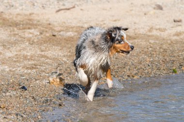 Mavi merle Avustralyalı çoban köpeği İtalya 'nın Piedmont kentindeki Ceresole Reale gölünün kıyısında koşar.