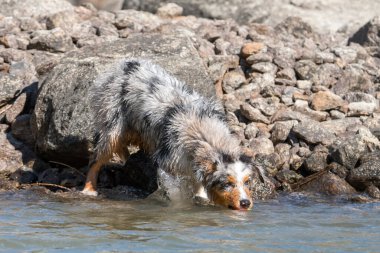 Mavi merle Avustralyalı çoban köpeği İtalya 'nın Piedmont kentindeki Ceresole Reale gölünün kıyısında koşar.