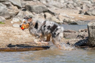 Mavi merle Avustralyalı çoban köpeği İtalya 'nın Piedmont kentindeki Ceresole Reale gölünün kıyısında koşar.